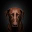 用户头像：圆形构图中的抽象色块头像插画